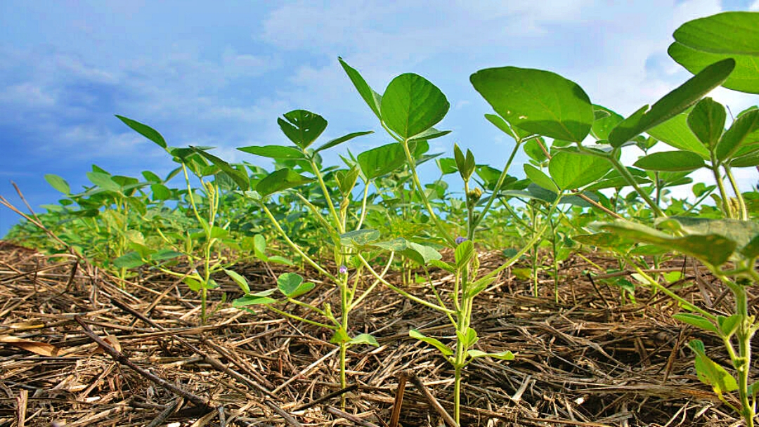 Calor intenso provoca replantio de 107 mil hectares de soja em MS