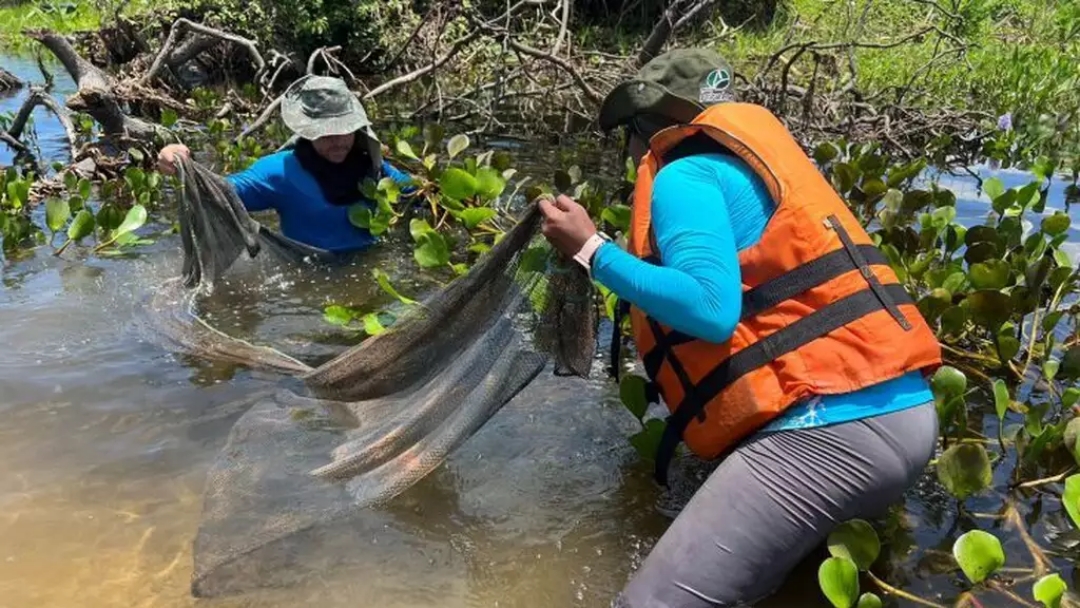 Expedi&ccedil;&atilde;o de pesquisadores recolhe esp&eacute;cies no Pantanal para povoar Bioparque