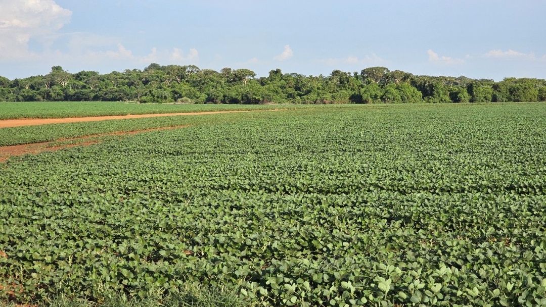 Plantio da safra de soja &eacute; prorrogado at&eacute; o dia 13 de janeiro em Mato Grosso do Sul
