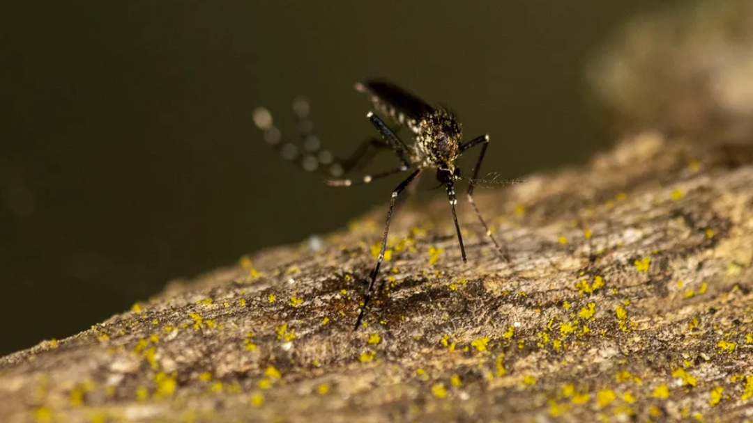 MS tem aumento de mais de 90% em casos de dengue em 2023