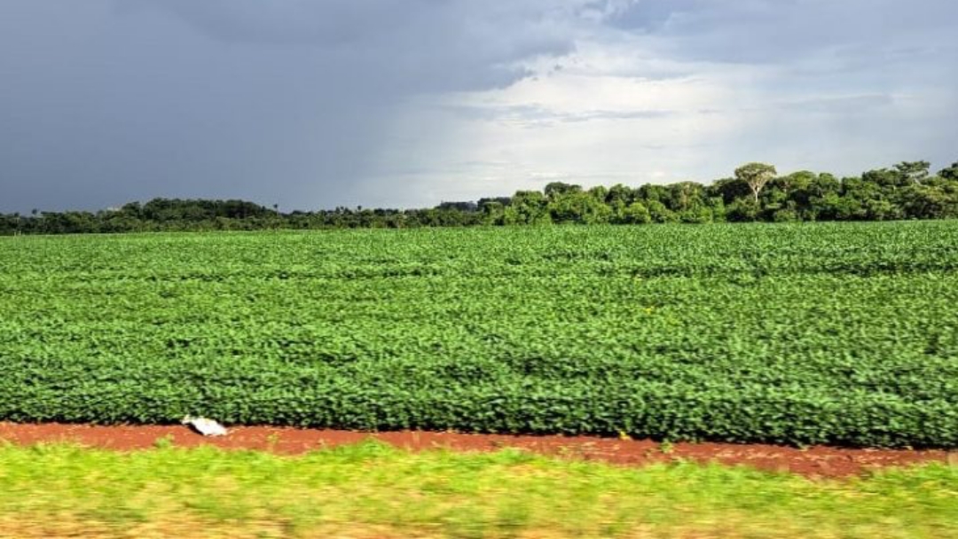 Prazo para cadastro de &aacute;reas de plantio de soja encerra em 31 de janeiro em MS