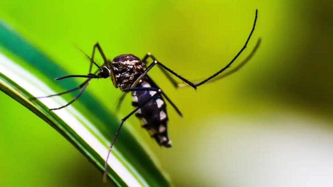 Primeiro na vacina&ccedil;&atilde;o em massa contra dengue, Dourados tem Dia D