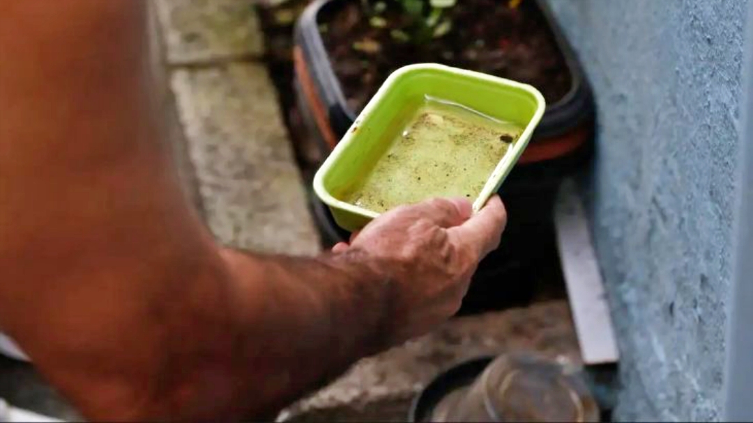 Dicas simples podem livrar sua casa dos focos da dengue e se prevenir contra doen&ccedil;a