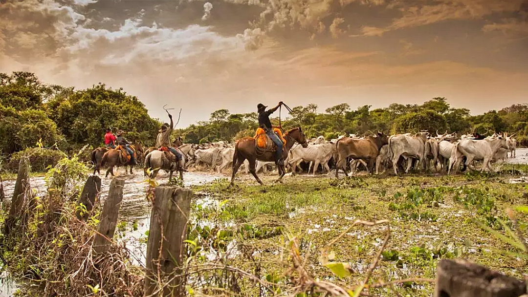 Iagro e associa&ccedil;&atilde;o de org&acirc;nicos firmam parceria para mapear gado no Pantanal  