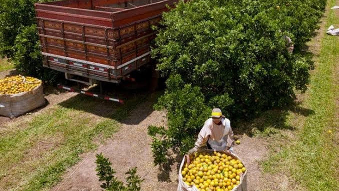 Cutrale, que vai investir R$ 500 milh&otilde;es em Sidrol&acirc;ndia, produz 30% do suco de laranja que o mundo consome 