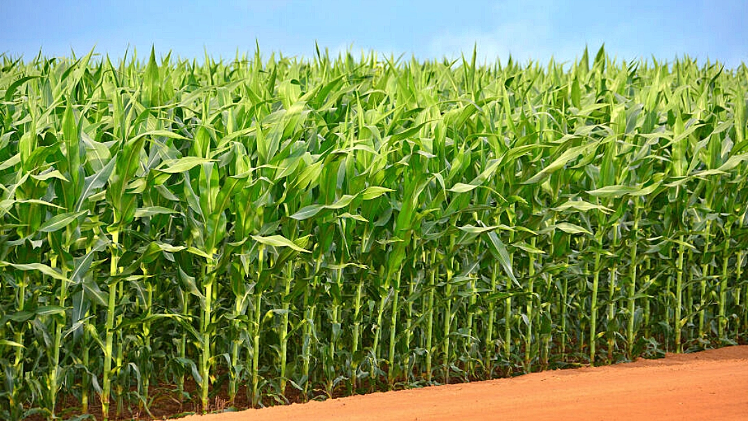 Plantio do milho safrinha avan&ccedil;a 77% em Mato Grosso do Sul
