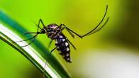 Cientistas criam armadilha contra mosquito da dengue
