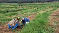 Avan&ccedil;a o plantio de mudas para restaurar 6 mil hectares do Taquari 