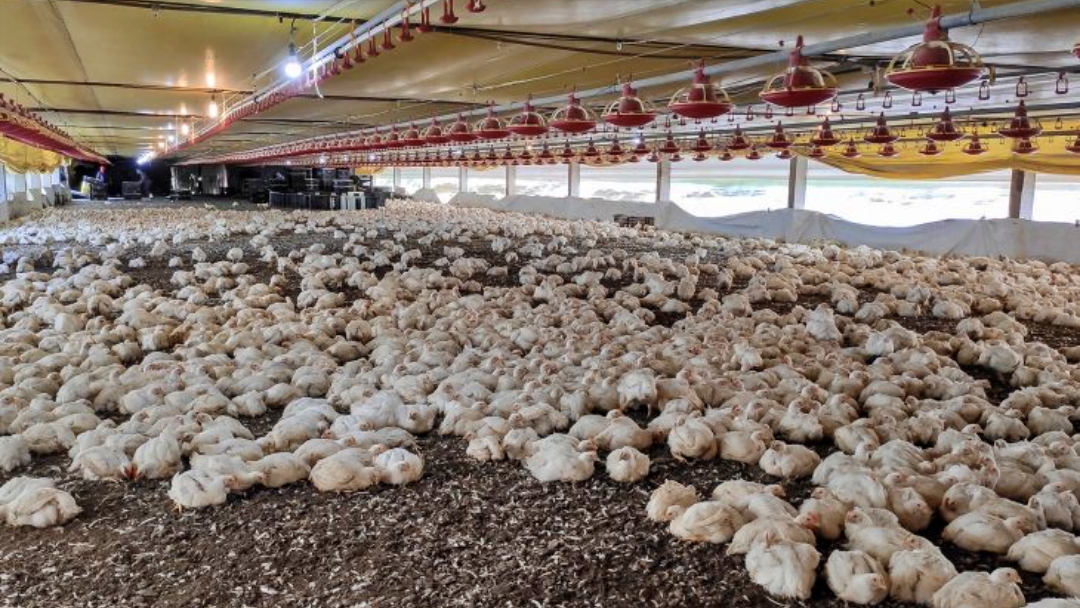 FCO anuncia investimentos de R$ 138,9 milh&otilde;es para alavancar avicultura em MS