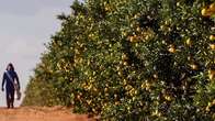Sem registros de praga que afeta laranjais, MS atrai produtoras do ramo 