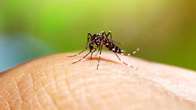 MS j&aacute; teve 14 mortes por dengue este ano