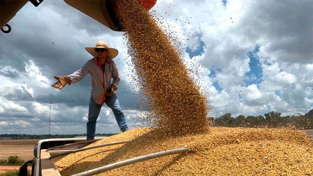 Na reta final da colheita, Famasul projeta redu&ccedil;&atilde;o de quase 44% na produtividade da soja  