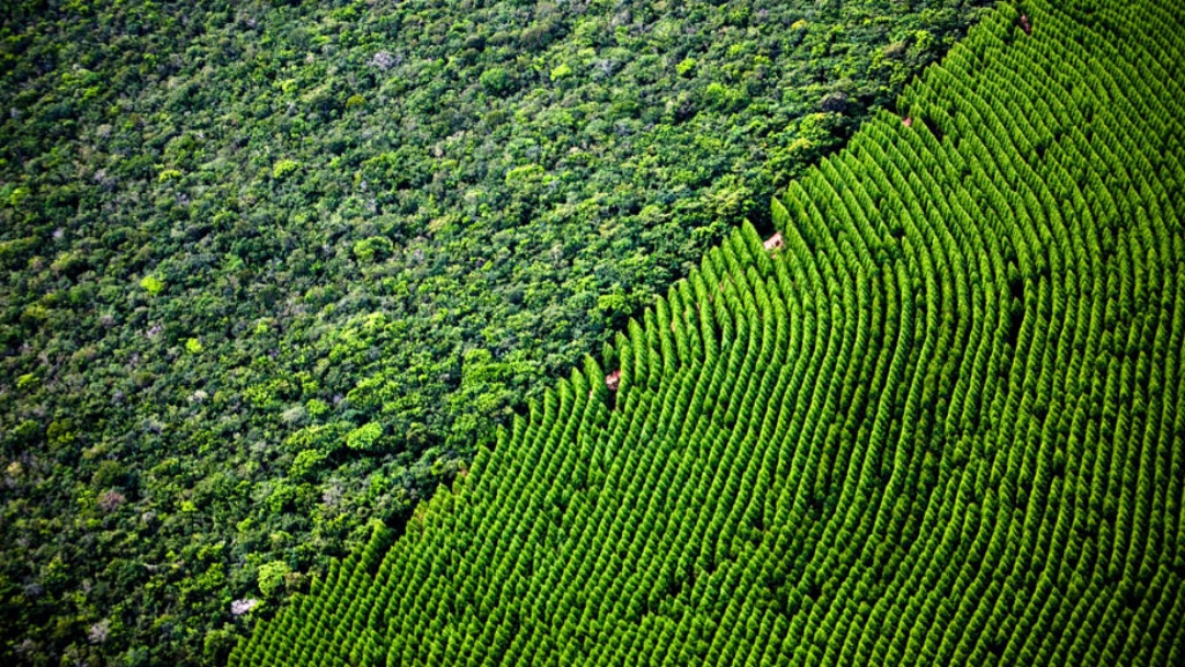 Mato Grosso do Sul pode ganhar sua quinta planta de celulose