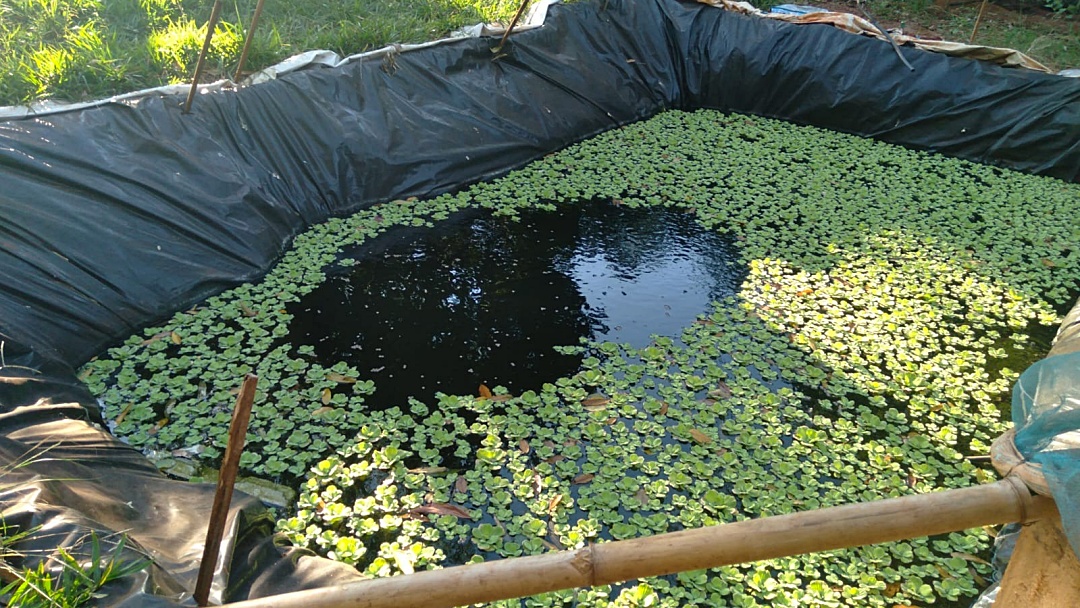 Com ajuda do neto, aos 64 anos, dona Luiza escava tanques de piscicultura no Alambari