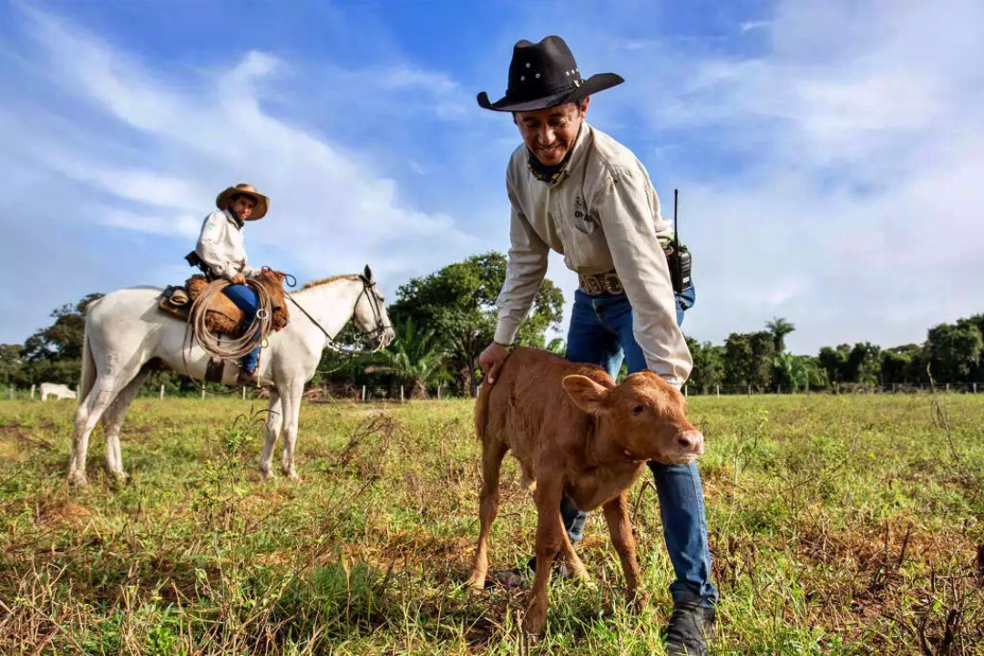 Com fertiliza&ccedil;&atilde;o in vitro, projeto tenta salvar boi pantaneiro da extin&ccedil;&atilde;o