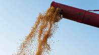 Ajustes na &aacute;rea de milho e soja resultam em produ&ccedil;&atilde;o de 295 milh&otilde;es de toneladas 