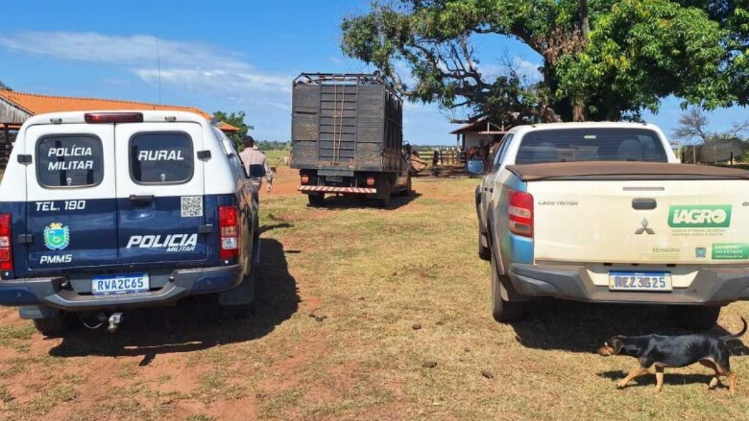 Ve&iacute;culo que transportava gado sem documenta&ccedil;&atilde;o &eacute; interceptado