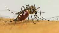 Dengue: Brasil lidera notifica&ccedil;&otilde;es globais em 2024