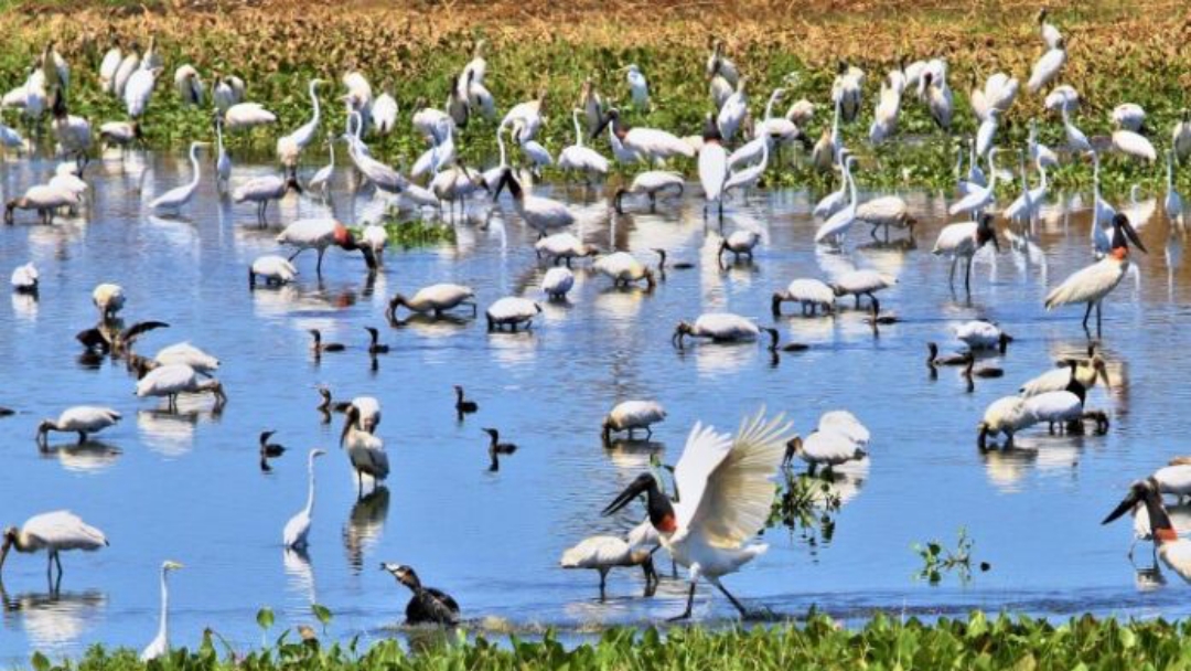 Marca &quot;Estado do Pantanal&quot; vai integrar logomarca oficial do Governo