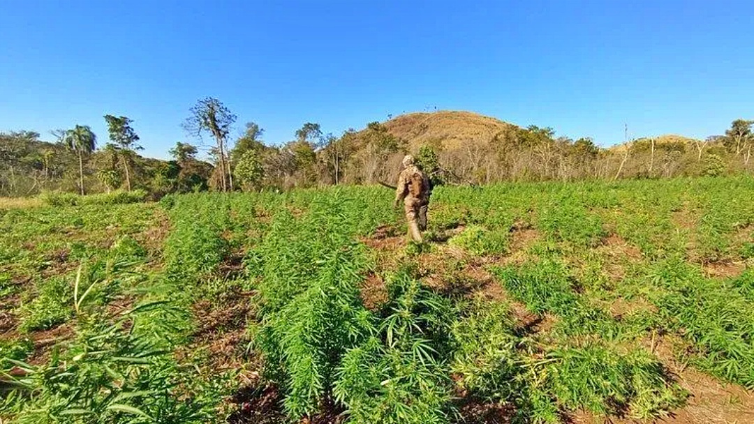 PF destr&oacute;i 255 hectares de planta&ccedil;&otilde;es de maconha