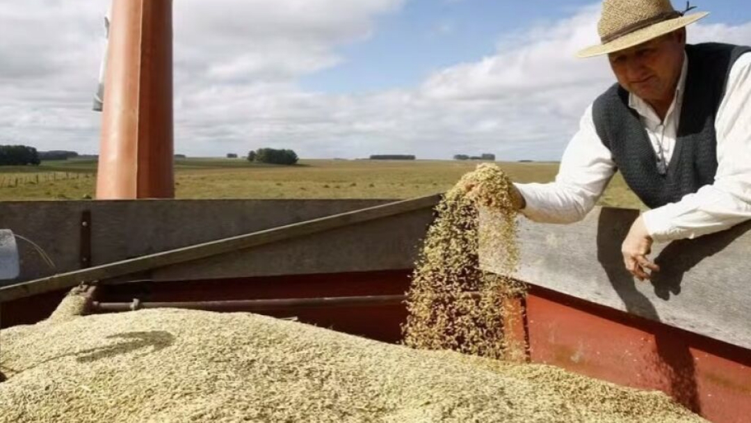 Governo Federal anula leil&atilde;o de importa&ccedil;&atilde;o de arroz da Conab