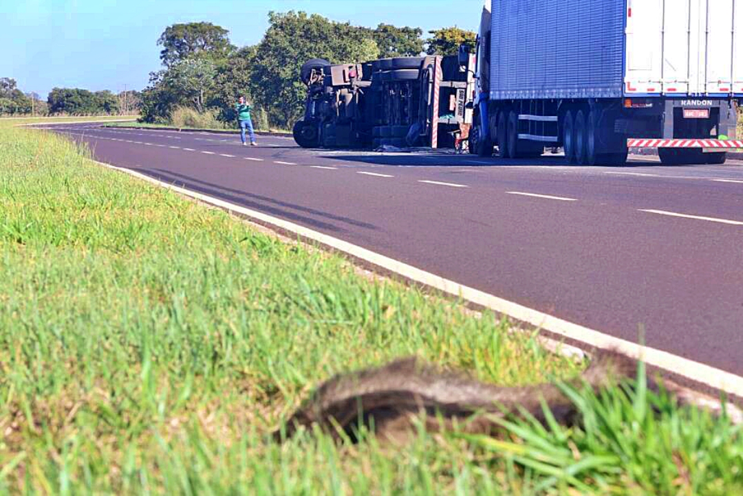 Caminhoneiro tomba ap&oacute;s atropelar tamandu&aacute; no anel vi&aacute;rio da Capital