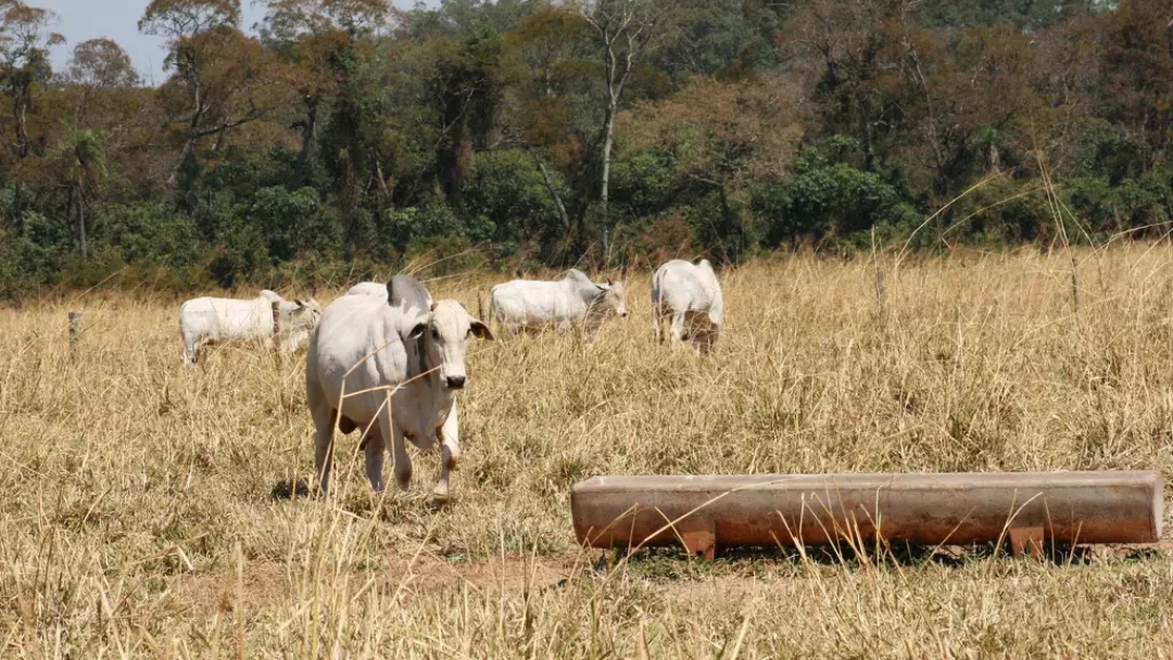 Semiconfinamento &eacute; alternativa para melhorar a engorda de bovinos a pasto