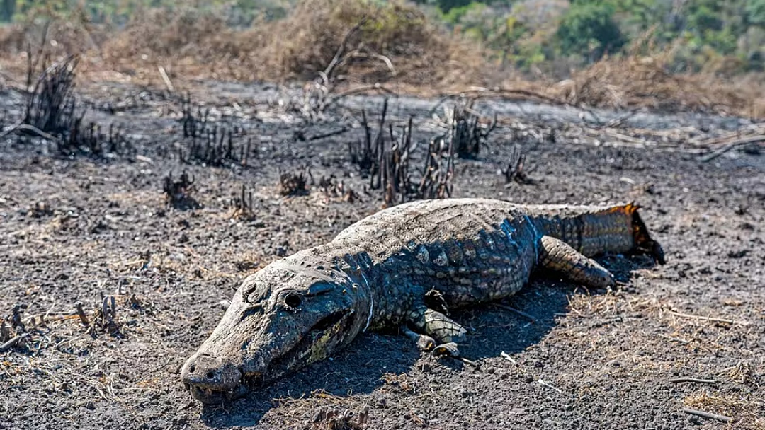 Rastro de destrui&ccedil;&atilde;o: jacar&eacute; carbonizado, carca&ccedil;as expostas e vegeta&ccedil;&atilde;o cinza