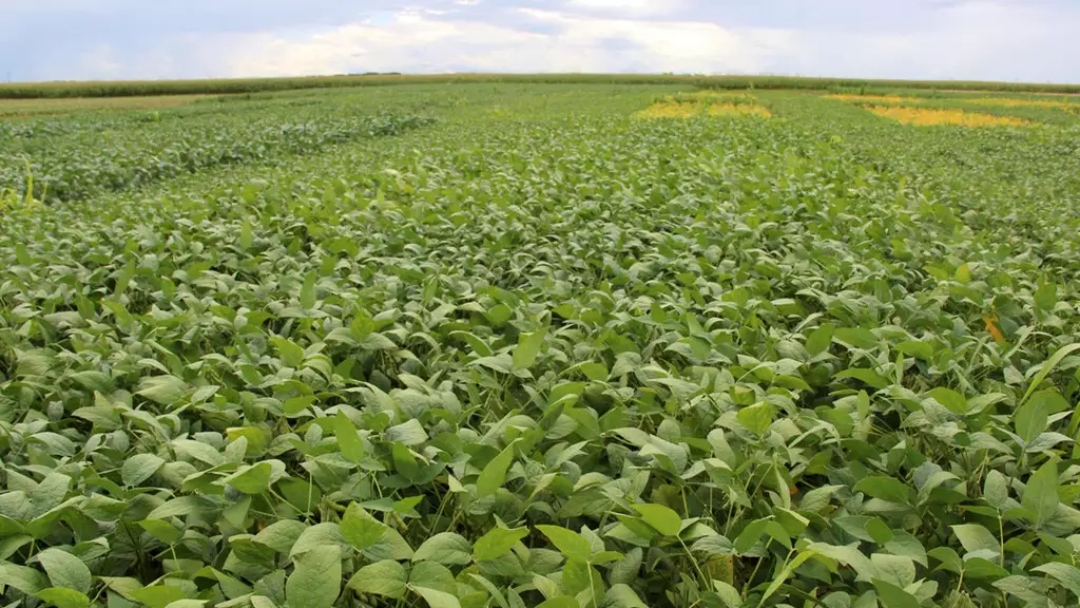 &Aacute;rea agr&iacute;cola tratada com agrot&oacute;xico em MS cresce 8%, aponta pesquisa