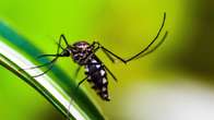 Brasil se aproxima de 6 milh&otilde;es de casos e 4 mil mortes por dengue