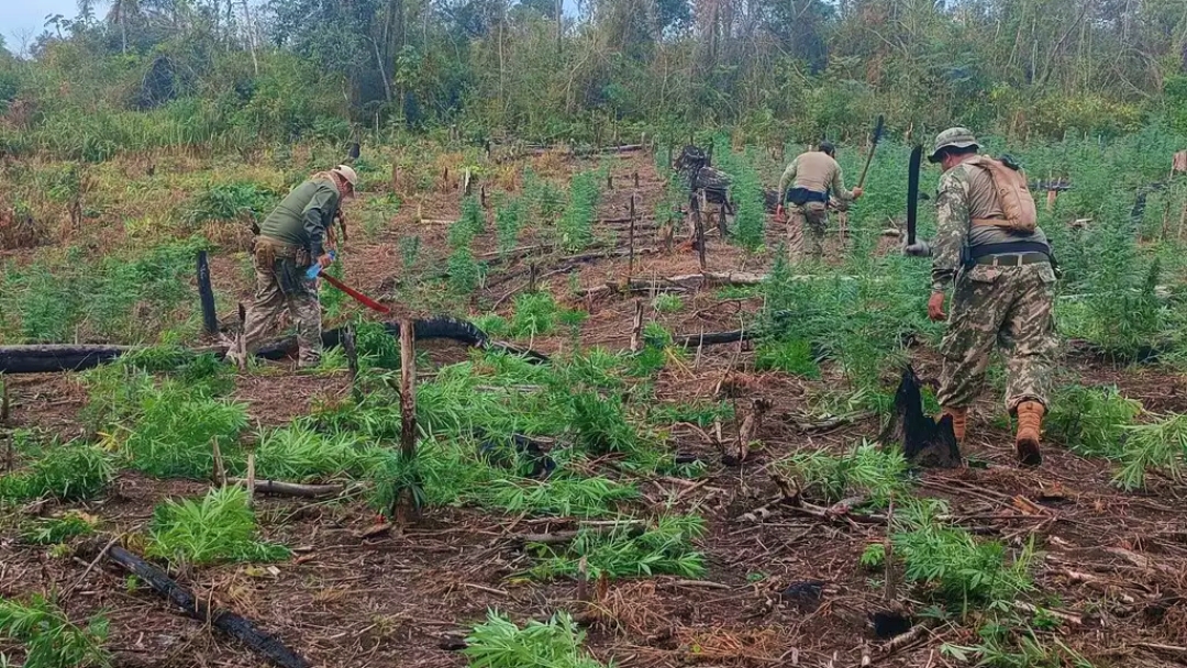 Em duas frentes, ag&ecirc;ncia destr&oacute;i 108 toneladas de maconha na fronteira 