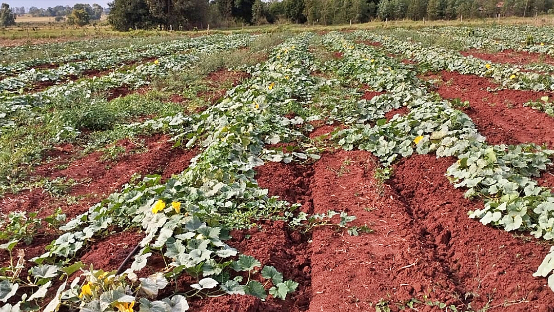 Educa&ccedil;&atilde;o prepara edital de compra da agricultura familiar para merenda