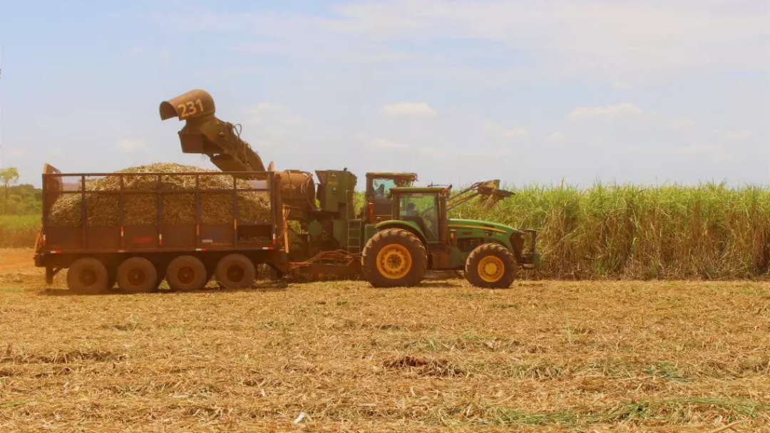 Estiagem provoca perda de 3,5% na produtividade da cana em MS