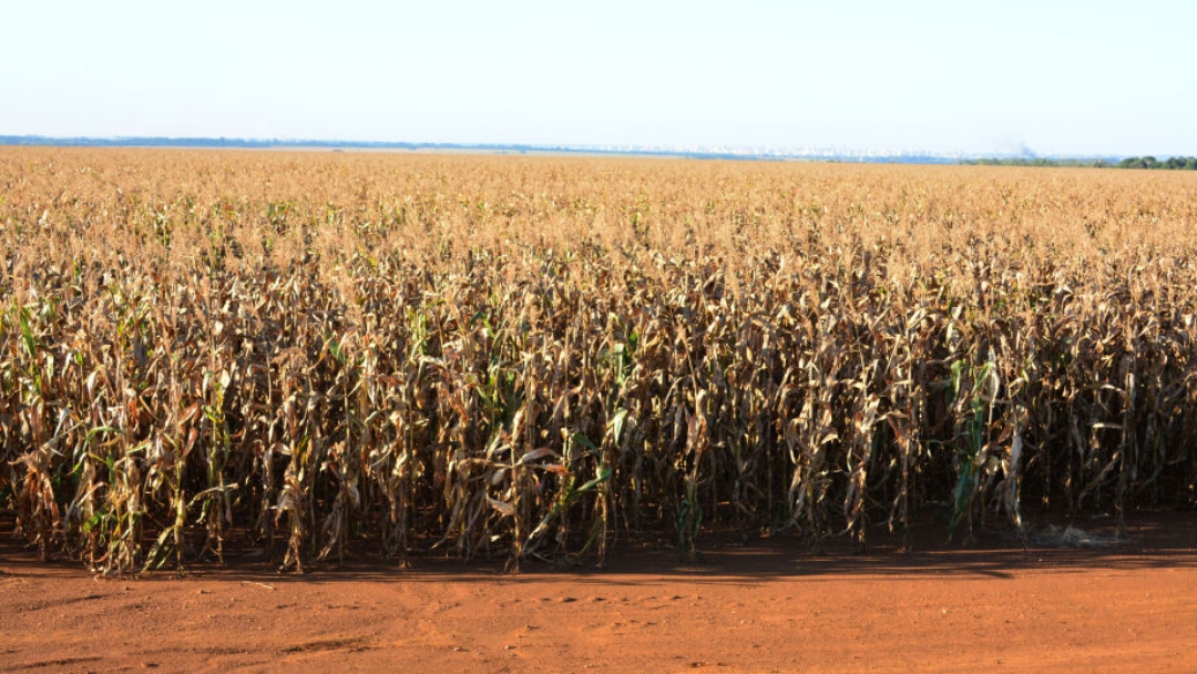 Chegada do inverno preocupa produtores de milho de MS