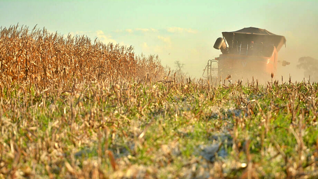 Seca j&aacute; destruiu 35% da &aacute;rea plantada de milho no Estado