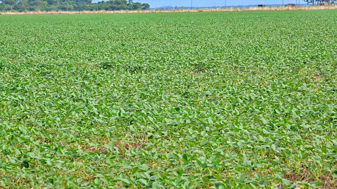 MS tem 6,1 milh&otilde;es de hectares de pastagens aptas para a agricultura