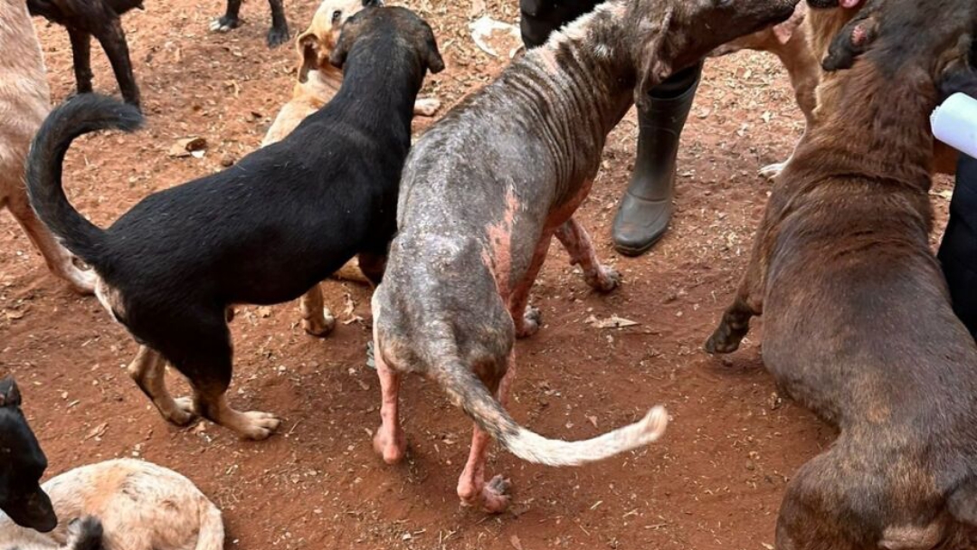 Protetora de ONG animal &eacute; presa ap&oacute;s enxurrada de den&uacute;ncias de vizinhos