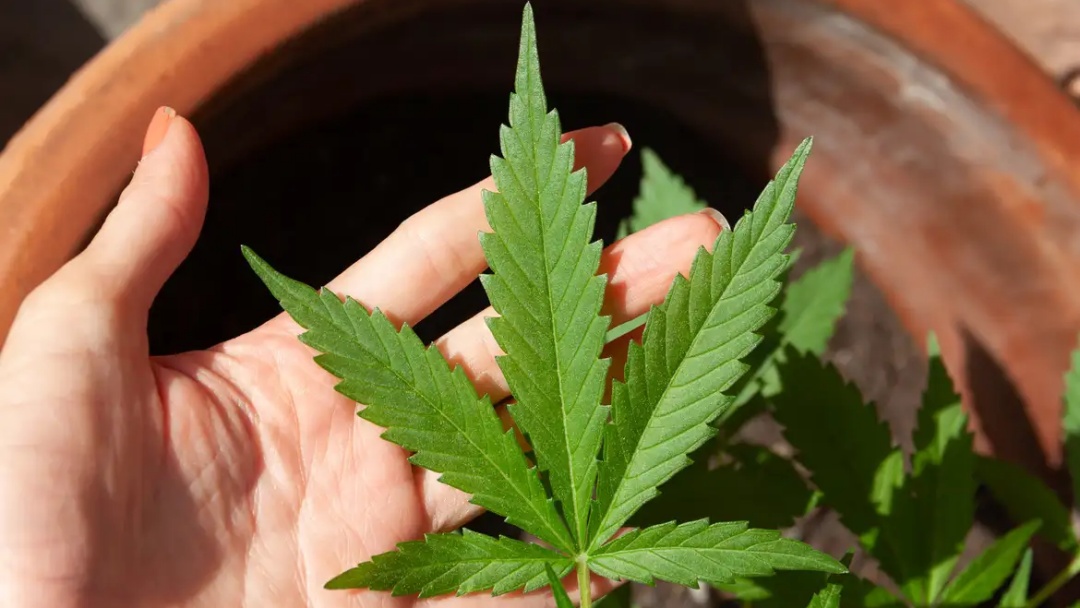 STF decide sobre porte de maconha