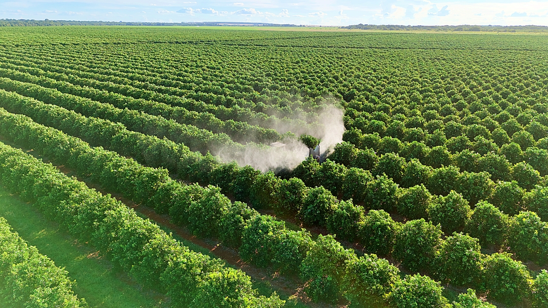 Cutrale motiva produtores a contratar o plantio de 6,9 milh&otilde;es de p&eacute;s de laranja