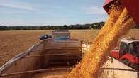 Clima seco j&aacute; prejudicou quase metade da safra de milho em MS