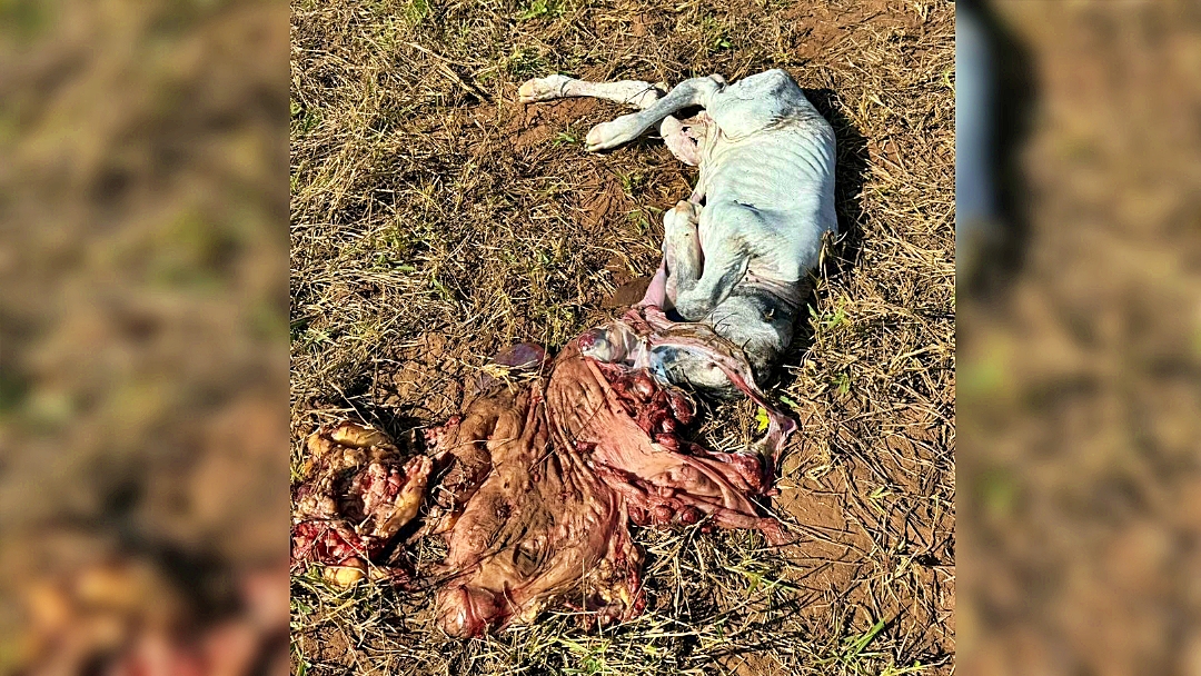 Ladr&otilde;es tentam invadir fazenda para furtar gado e fogem ap&oacute;s troca de tiros