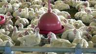 Brasil suspende exporta&ccedil;&otilde;es de carne de aves e seus produtos