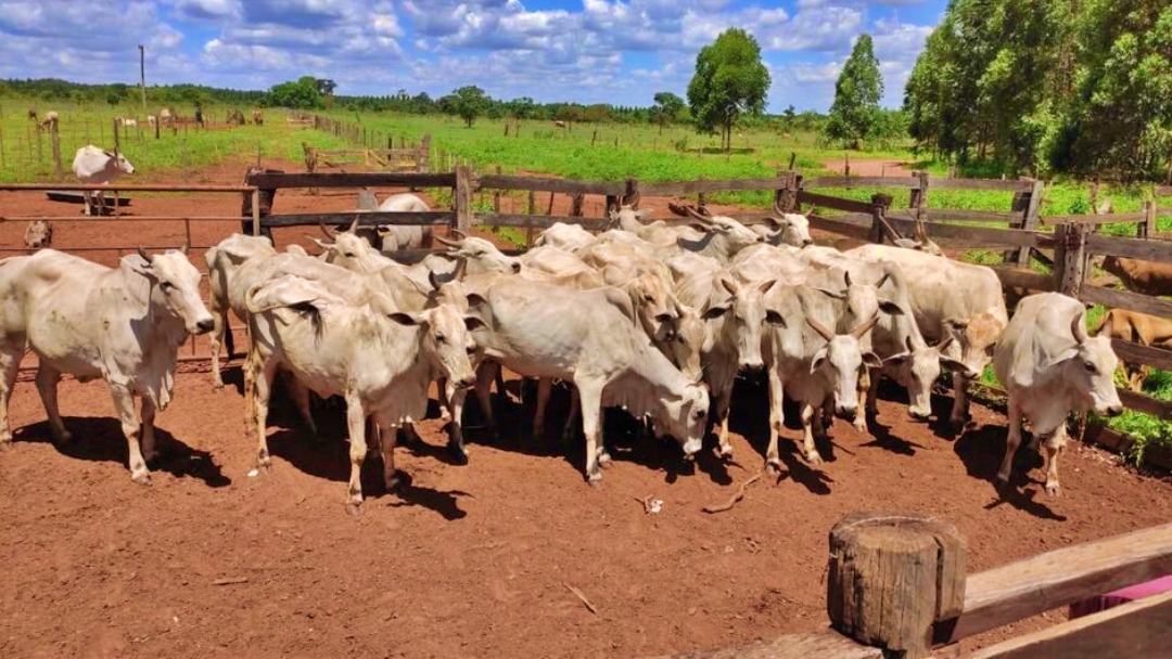 Golpista que causou preju&iacute;zo de R$ 200 mil na compra de gado em MS &eacute; preso no Paran&aacute;