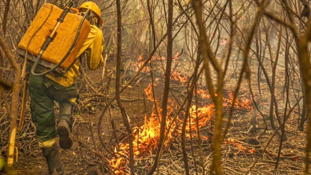 Pantanal de MS sofre com retorno dos inc&ecirc;ndios