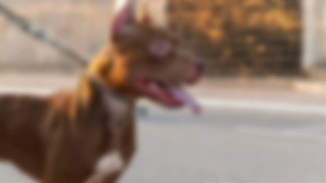 Pitbull ataca trabalhadores de obra e mata filhote em Chapad&atilde;o do Sul