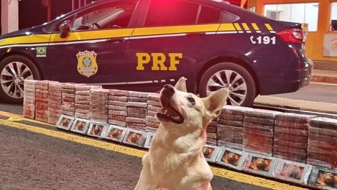 Carga de coca&iacute;na que seria entregue no Paran&aacute; &eacute; apreendida 