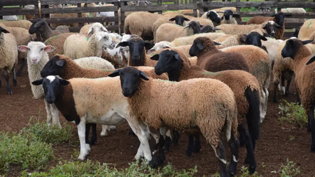 Com MS livre de aftosa, Iagro cria normas para tr&acirc;nsito de ovinos e caprinos