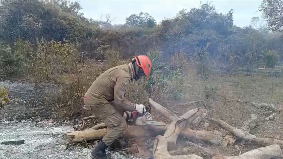 Tr&ecirc;s on&ccedil;as s&atilde;o encontradas mortas devido ao fogo no Pantanal