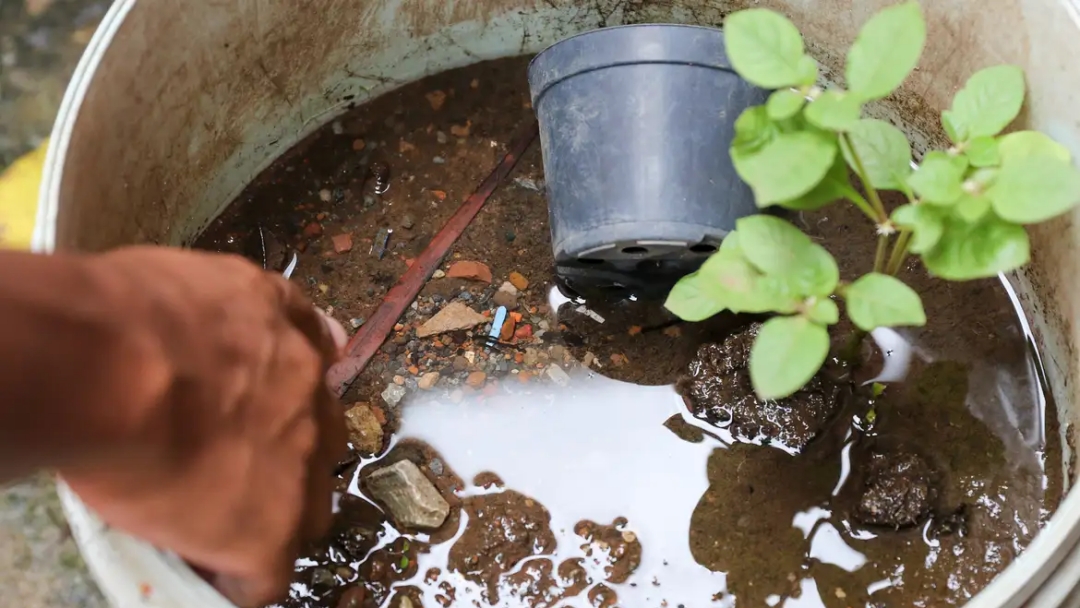 Brasil ultrapassa marca de 5 mil mortes por dengue