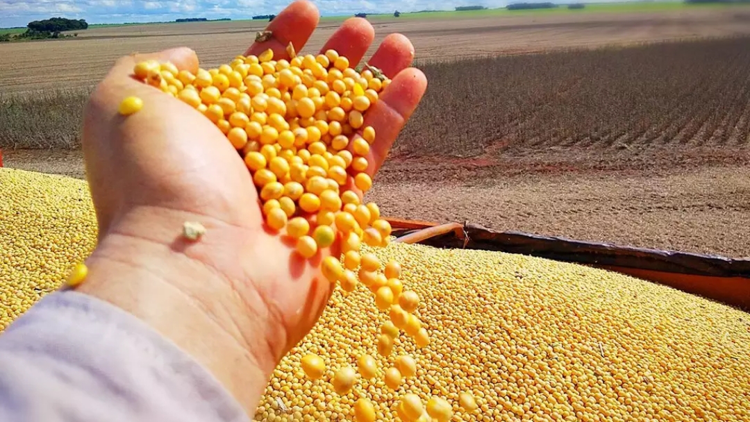 Soja, celulose e carne bovina sustentam balan&ccedil;a comercial